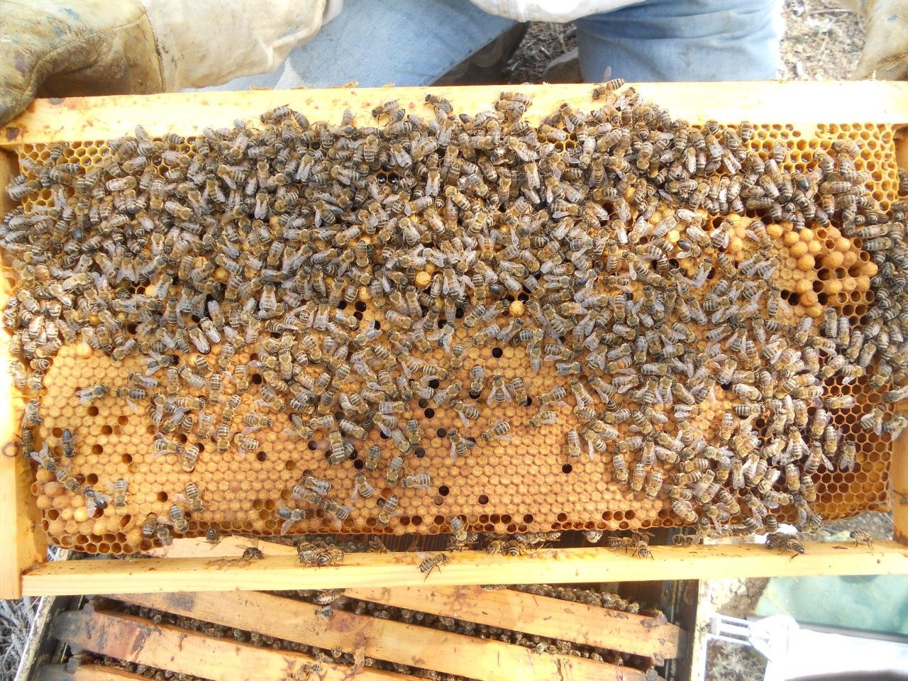 Μελισσοκομικός Σύλλογος ΠΕ Κοζάνης - Κινητοποίηση
