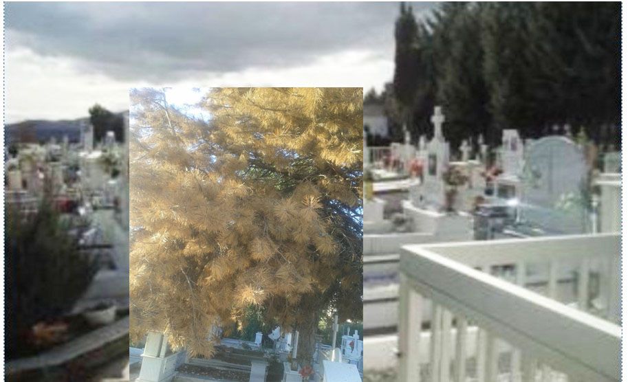 Πτολεμαΐς: Τα Κοιμητήρια της Πόλεως και τα δένδρα που πληγώνουμε