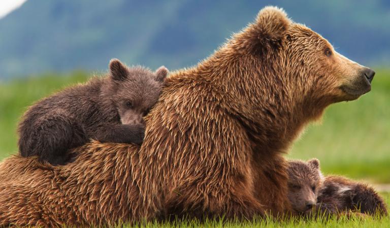 Αρκούδο-οικογένεια στην περιοχή Πέτρα της Καστοριάς (μαμά και τρία μικρά)!!!