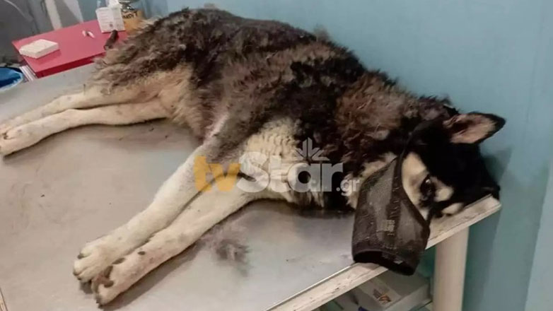 Κτηνωδία στην Αράχωβα: Σκύλος βιάστηκε με αιχμηρό αντικείμενο και πέθανε