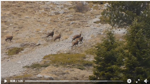 Γρεβενά: Οι Αντιλόπες τής Πίνδου Rupicapra rupicapra ( Αγριόγιδο) απογευματινές συναντήσεις!