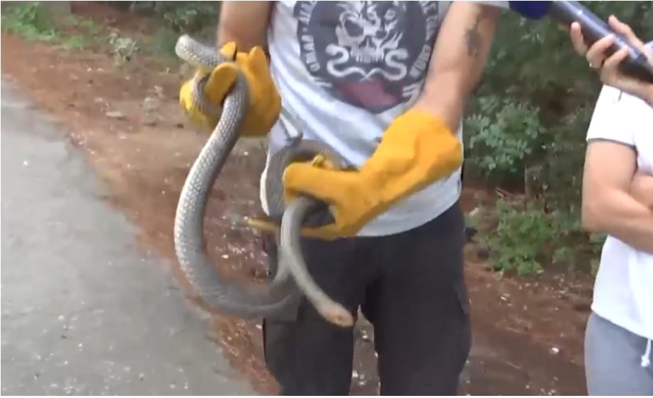 Φίδι μήκους δύο μέτρων «τρύπωσε» σε ντουζιέρα στο Πανόραμα – Το απομάκρυναν εθελοντές 