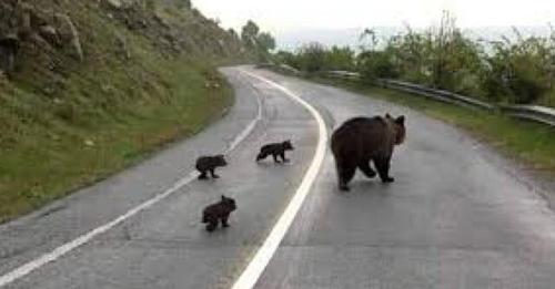 Καστοριά: Τέσσερις αρκούδες έξω από το 2ο δημοτικό σχολείο Μανιάκων