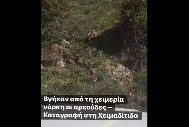 Με τον ερχομό της άνοιξης φαίνεται πως ξύπνησαν και οι αρκούδες από τη χειμερία νάρκη στην περιοχή της Χειμαδίτιδας
