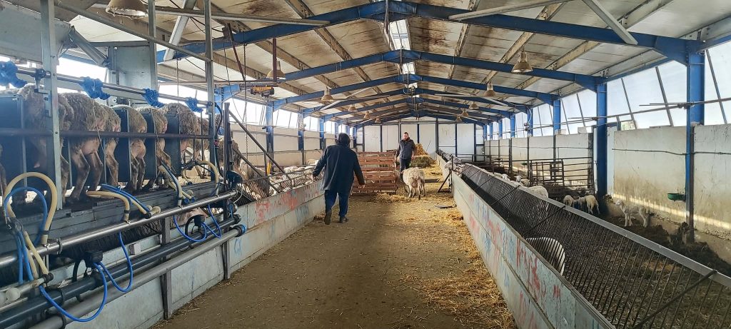 Δυτική Μακεδονία: Δέσμευση από το υπουργείο Αγροτικής Ανάπτυξης για άρση των περιοριστικών μέτρων – Σε αδιέξοδο οι κτηνοτρόφοι