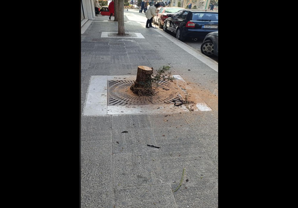 Η δενδροκτόνος δράσις του Δήμου Εορδαίας συνεχίζεται - Αρχές Νοσοκομείου σήμερα 3 Μαρτίου 2026