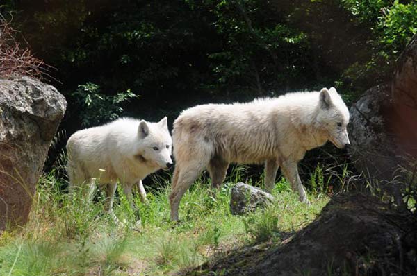Αγέλη λύκων στο χωριό Φιλώτας στην Φλώρινα