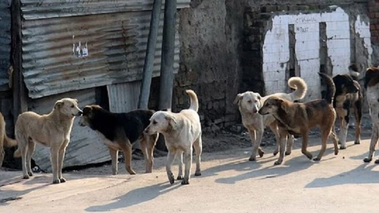 Αγέλη σκύλων επιτέθηκε σε τουρίστρια στο Λιτόχωρο