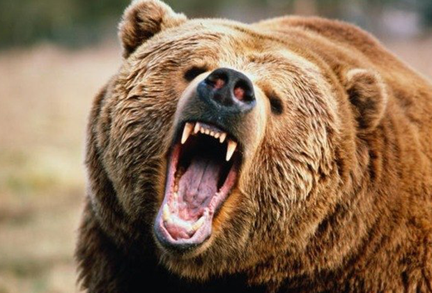 Θύμα επίθεσης αρκούδας: “ΓΙΑΤΙ ΜΩΡΗ ΘΕΛΕΙΣ ΝΑ ΜΕ ΣΚΟΤΩΣΕΙΣ; ΕΧΩ ΜΙΚΡΑ ΠΑΙΔΙΑ”
