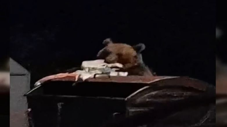Αρκούδα ψάχνει τροφή σε κάδους σκουπιδιών στο Δίκορφο Ιωαννίνων