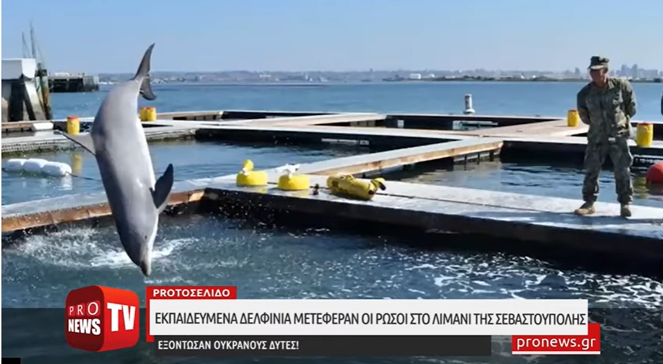 Ειδικά εκπαιδευμένα δελφίνια μετέφεραν οι Ρώσοι στο λιμάνι της Σεβαστούπολης