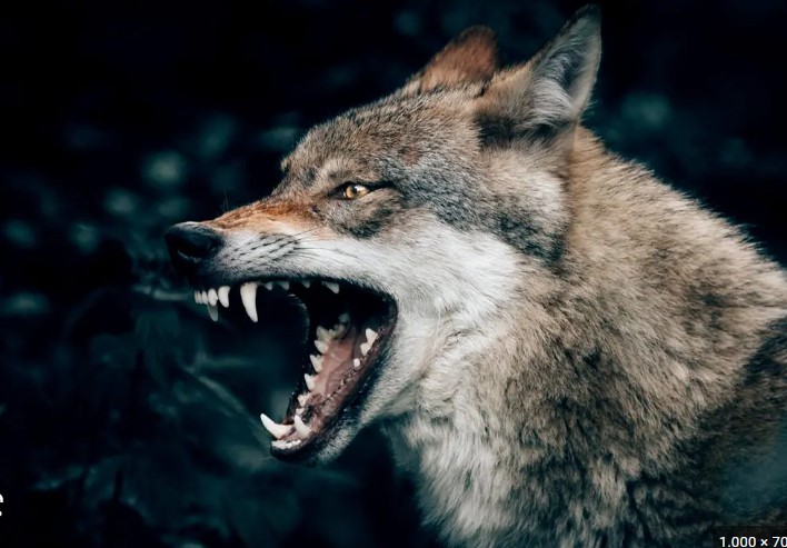 Εορδαία: Αγέλες λύκων κατασπαράσσουν κυνηγετικούς σκύλους