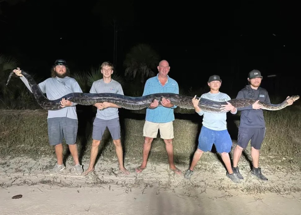 Φλόριντα: Επιασαν βιρμανικό πύθωνα «τέρας» 90 κιλών σε μέγεθος αλιγάτορα