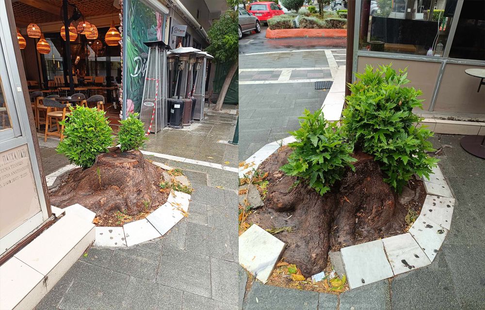 Προς πείσμα στην "τρελοπαρέα" που προσπάθησε να το δολοφονήσει, αυτός αναγεννάται!