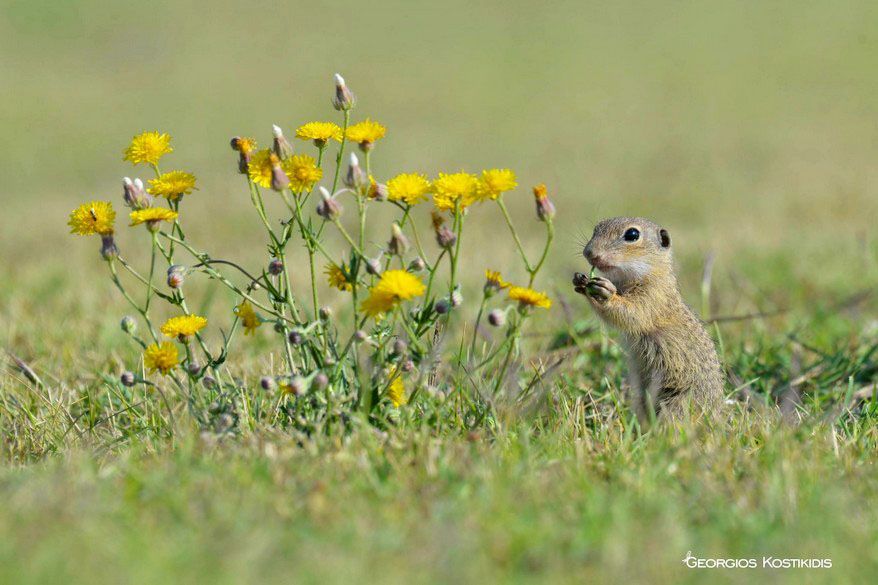 ΛΑΓΟΓΥΡΟΙ ΣΤΗΝ ΕΟΡΔΑΙΑ