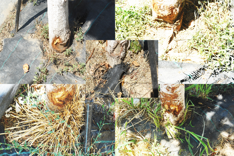 Εορδαία - Η εγκληματική επιπολαιότητα της Δημοτικής Αρχής για τα δένδρα  