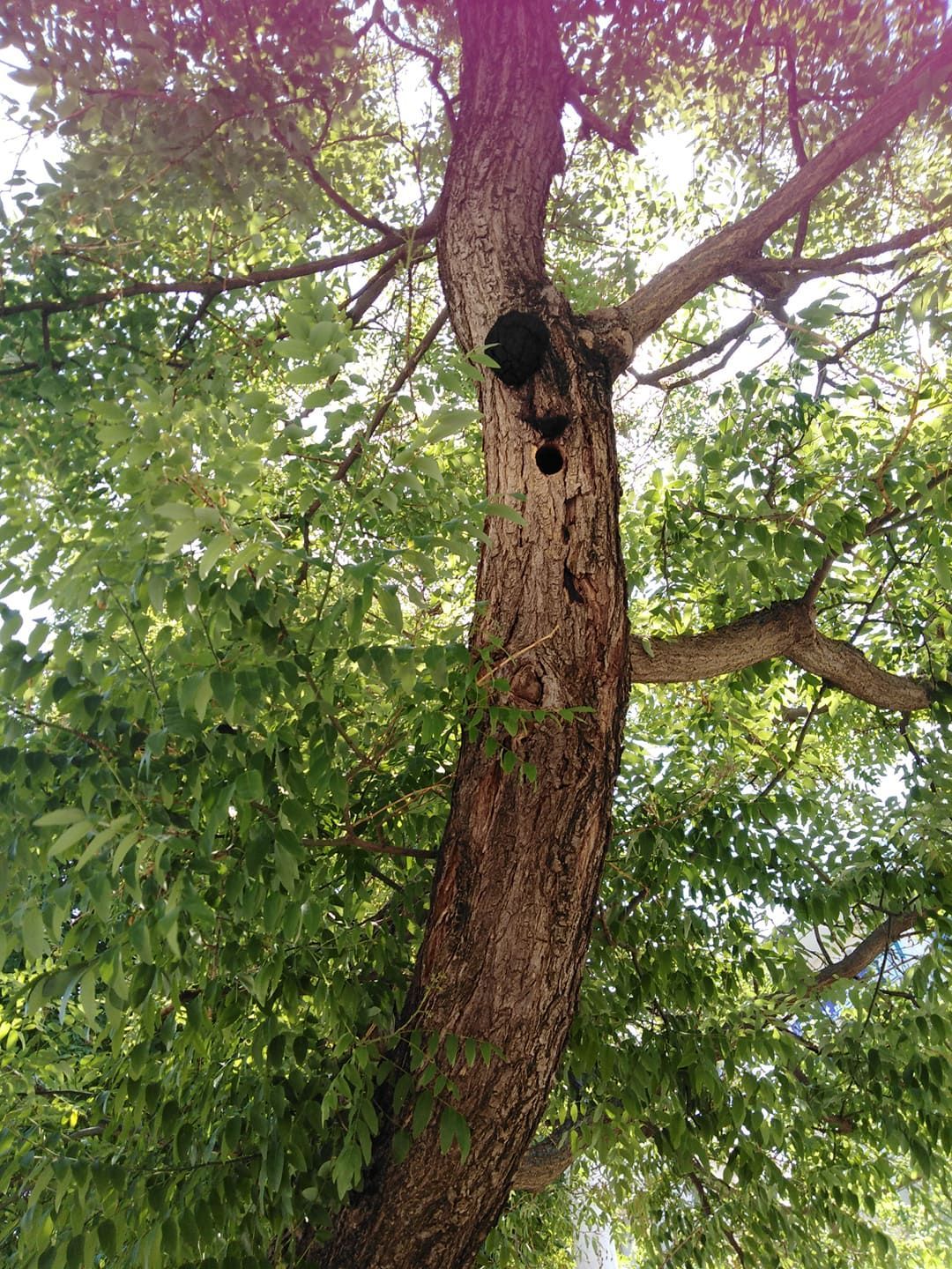 Πτολεμαΐς Πέτρινο (πρώτο) Δημοτικό σχολείο Δρυοκολάπτης σε δένδρο εντός του!!!
