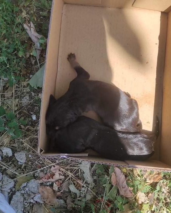 ΦΙΛΟΖΩΙΚΟ ΣΩΜΑΤΕΙΟ ΠΡΟΣΤΑΣΙΑΣ ΑΔΕΣΠΟΤΩΝ ΖΩΩΝ ΠΤΟΛΕΜΑΪΔΑΣ “ΟΙ ΑΔΕΣΠΟΤΟΙ ΗΡΩΕΣ”: ¨ΚΟΥΤΑΒΙΑ ΠΕΤΑΜΕΝΑ ΣΕ ΚΛΕΙΣΤΗ ΣΑΚΟΥΛΑ”