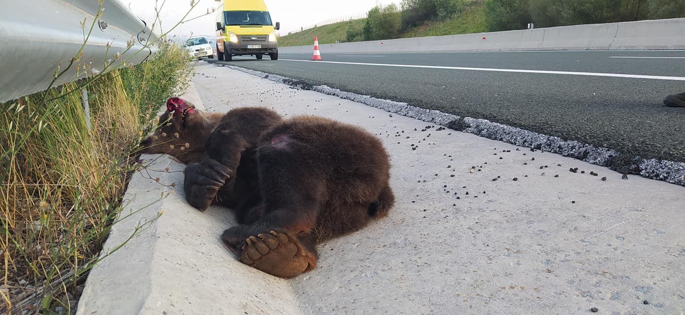 Εγνατία οδός: Τροχαίο με αρκούδα κάτω από προειδοποιητική πινακίδα για “πέρασμα αρκούδων” (video)