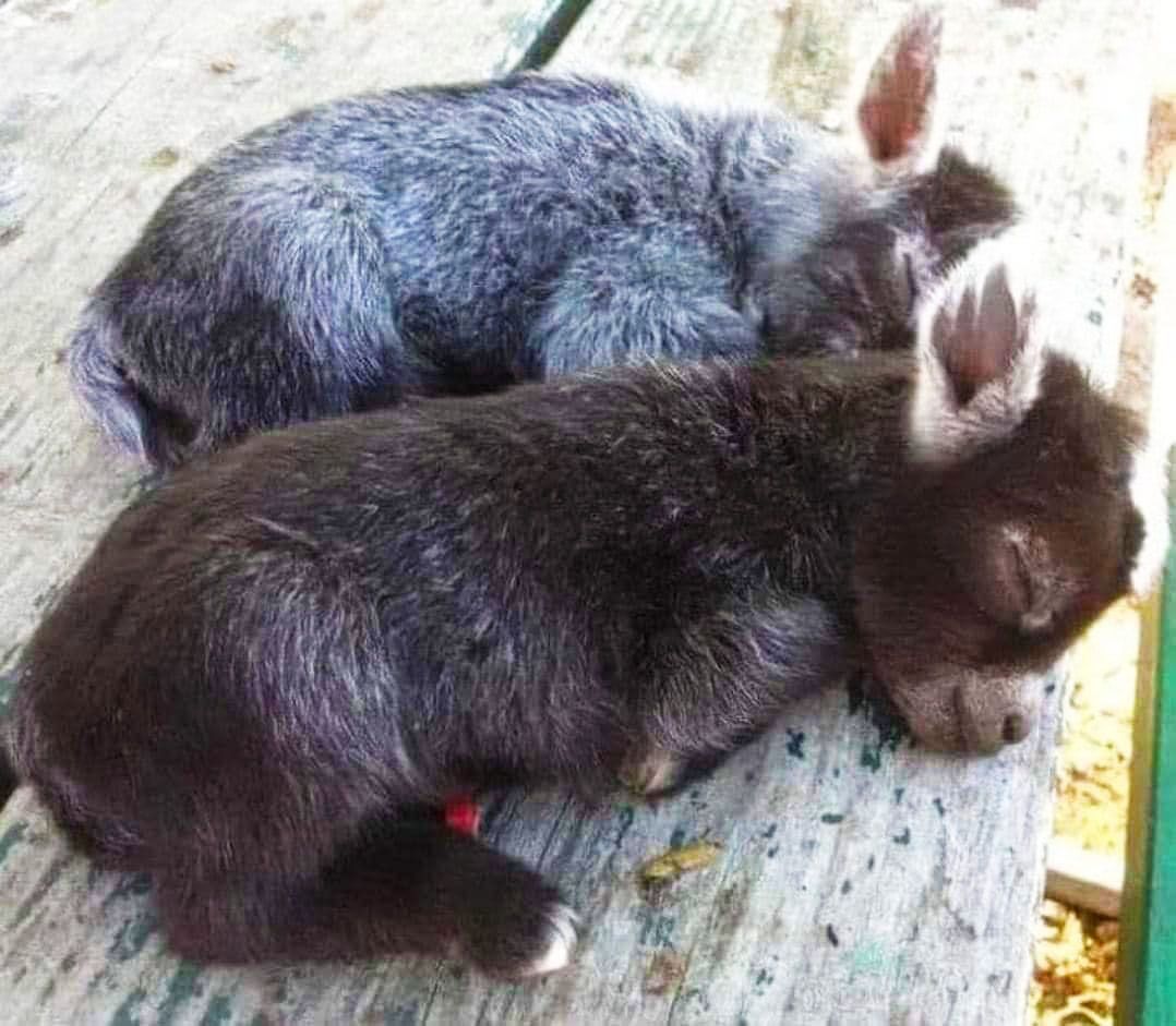 Η ζωή στο χωριό - Γαϊδουράκια μωρά κοιμούνται αγκαλιά!!!