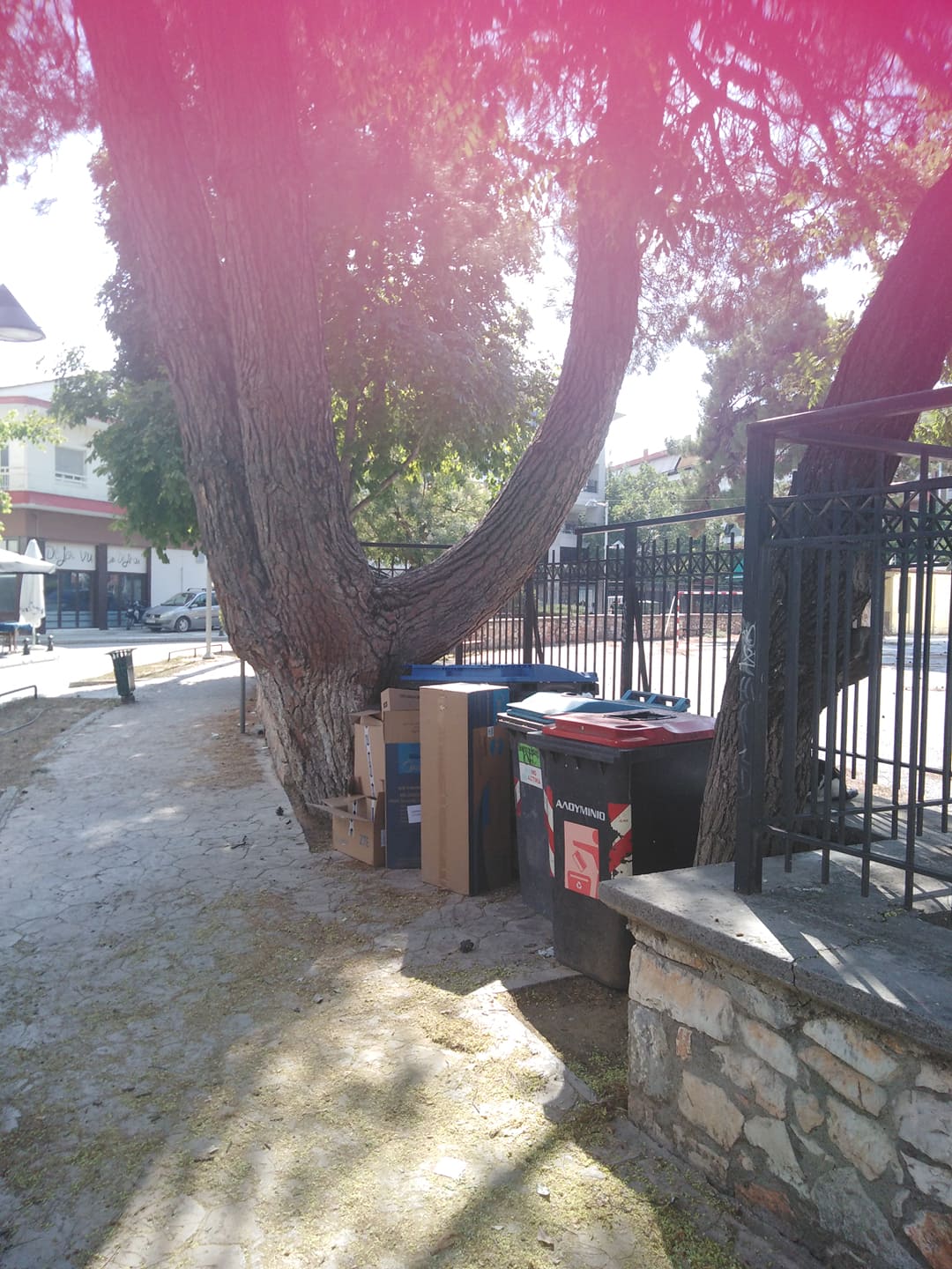 Πτολεμαΐς - Τα ψηλά δένδρα της Πόλεως!!!