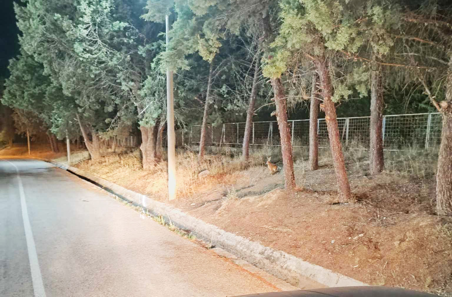 Μποδοσάκειον – Λαγός στα Επείγοντα (ΤΕΠ), τσακιρομάτης και παιχνιδιάρης 11+10 μμ