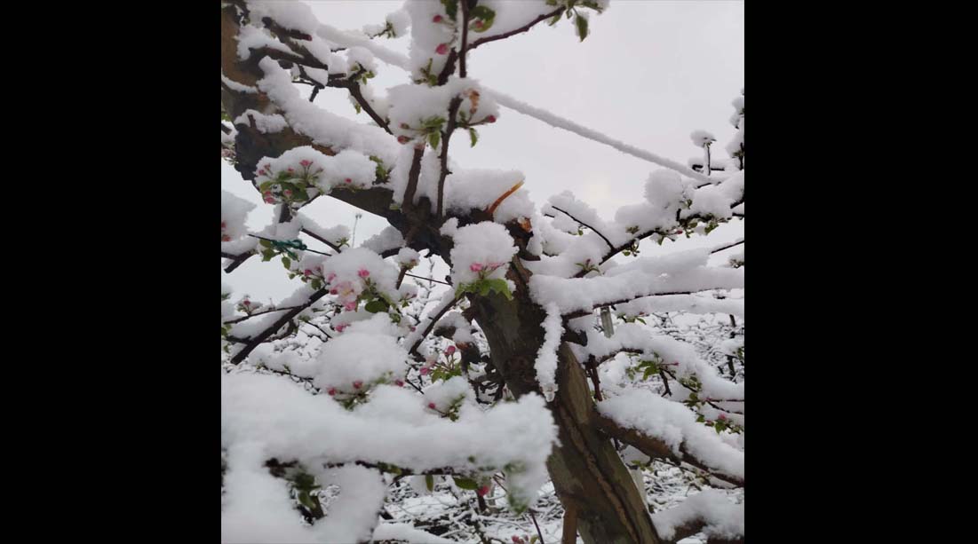 Γεώργιος Βασιλειάδης: Χιονισμένες πολλές περιοχές της Δυτικής Μακεδονίας ξεκίνησαν την ημέρα τους, μετά την νυχτερινή χιονόπτωση που έδωσε πασπάλισμα ή μερικά εκατοστά.