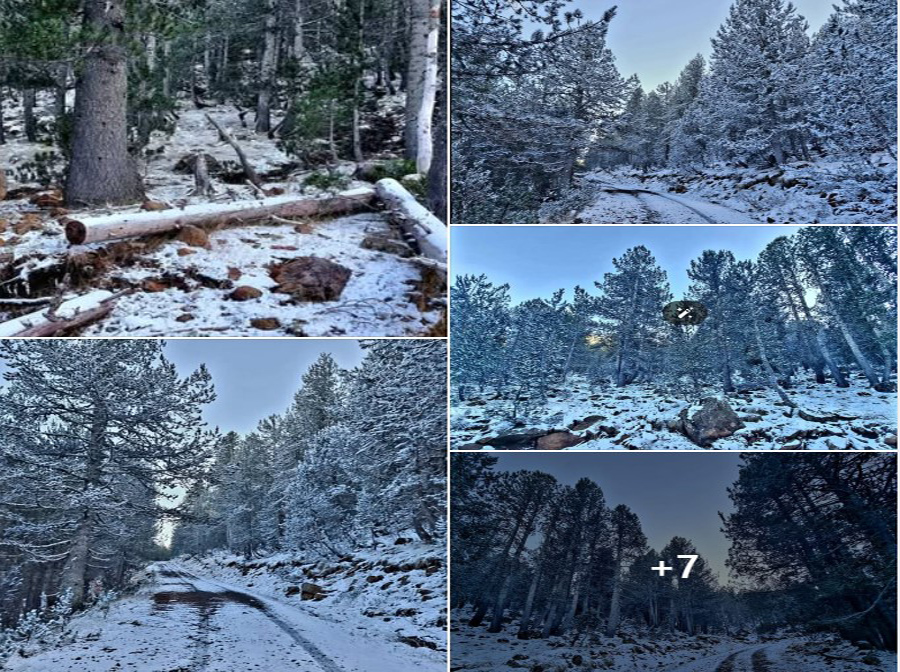 Δυτική Μακεδονία: Εθνικός Δρυμός "Βάλια Κάλντα" (χθες)!