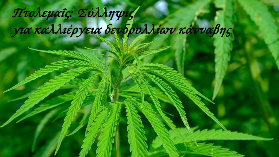 Πτολεμαΐς: Σύλληψις για καλλιέργεια δενδρυλλίων κάνναβης 