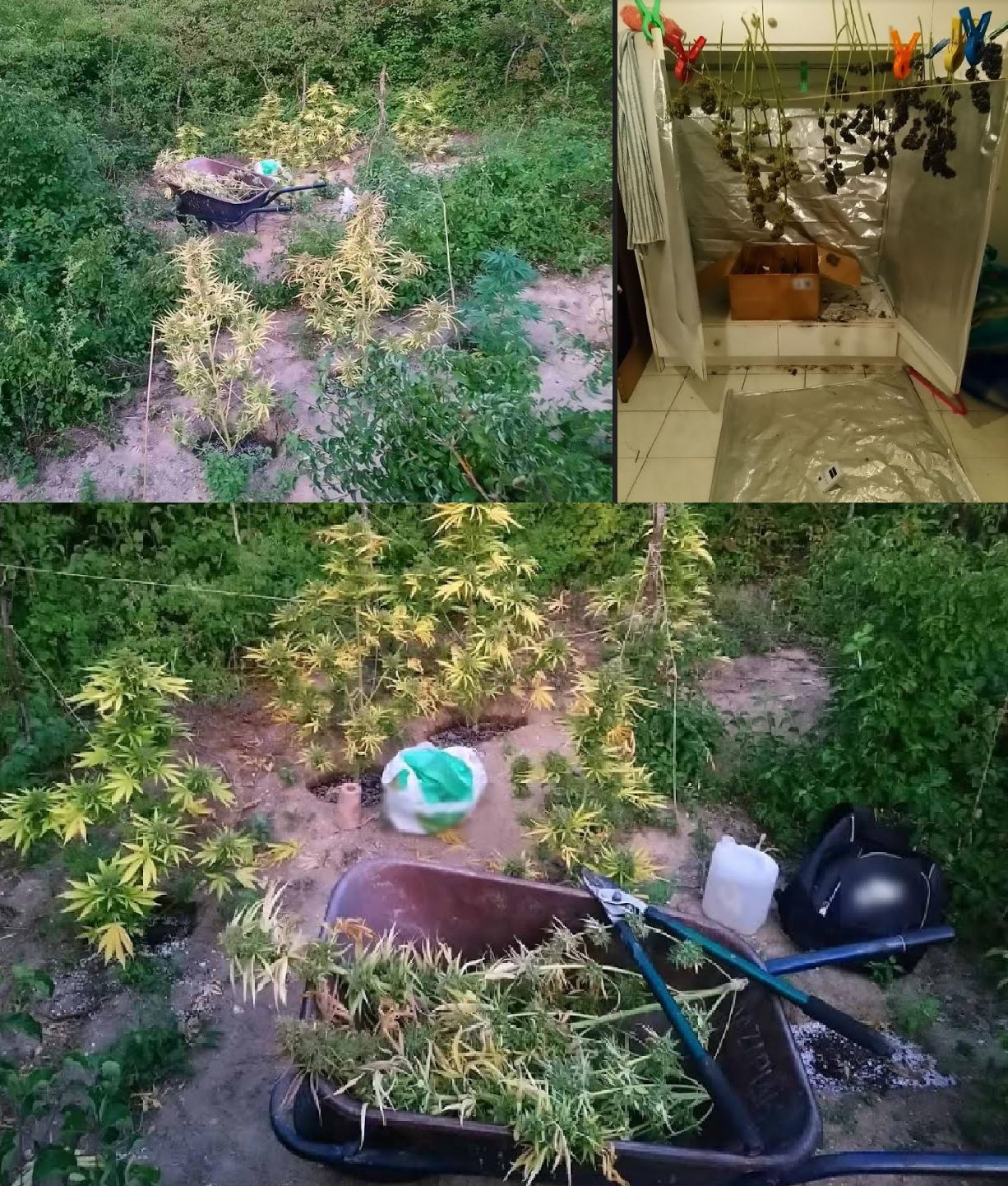 ΦΥΤΕΙΑ ΔΕΝΔΡΥΛΛΙΩΝ ΚΑΝΝΑΒΗΣ ΑΠΟΤΕΛΟΥΜΕΝΗ ΑΠΟ 29 ΔΕΝΔΡΥΛΛΙΑ, ΣΕ ΑΓΡΟΤΙΚΗ ΠΕΡΙΟΧΗ ΤΩΝ ΓΡΕΒΕΝΩΝ ΚΑΙ ΣΥΝΕΛΗΦΘΗΣΑΝ ΤΡΙΑ ΑΤΟΜΑ ΓΙΑ ΚΑΛΛΙΕΡΓΕΙΑ ΔΕΝΔΡΥΛΛΙΩΝ