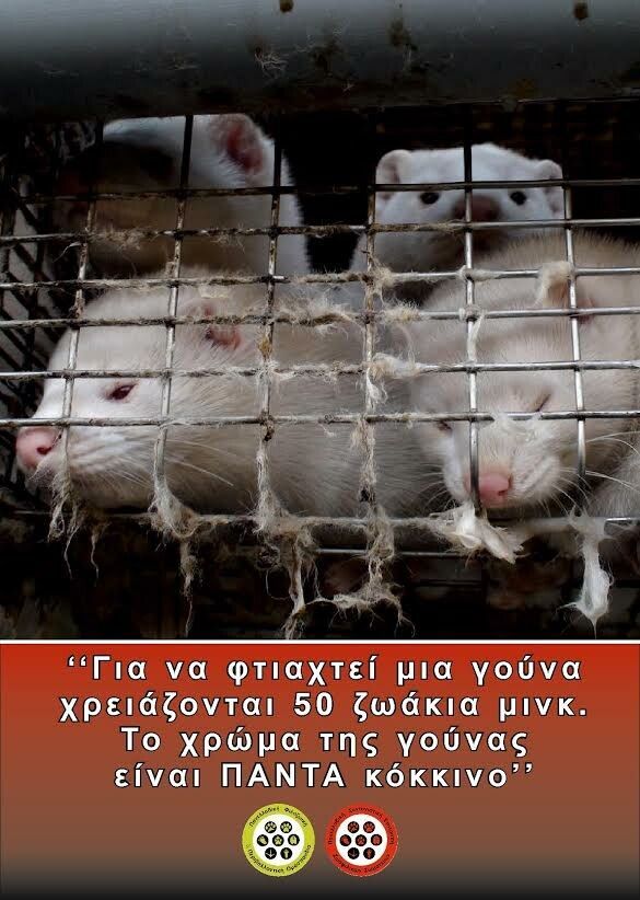 Χρειάζονται 50 ζώα για να φτιαχτεί μια γούνα και μόνο ένα για να την φορέσει!!!!!