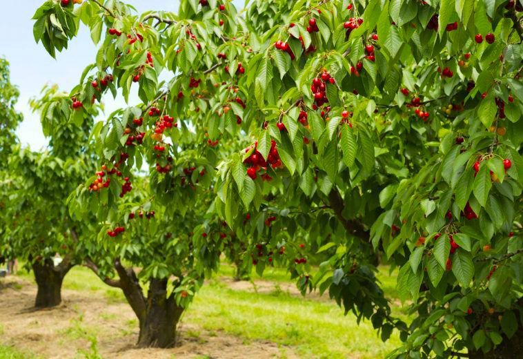 Εορδαία: Κατακόρυφη μείωση στην παραγωγή κερασιών