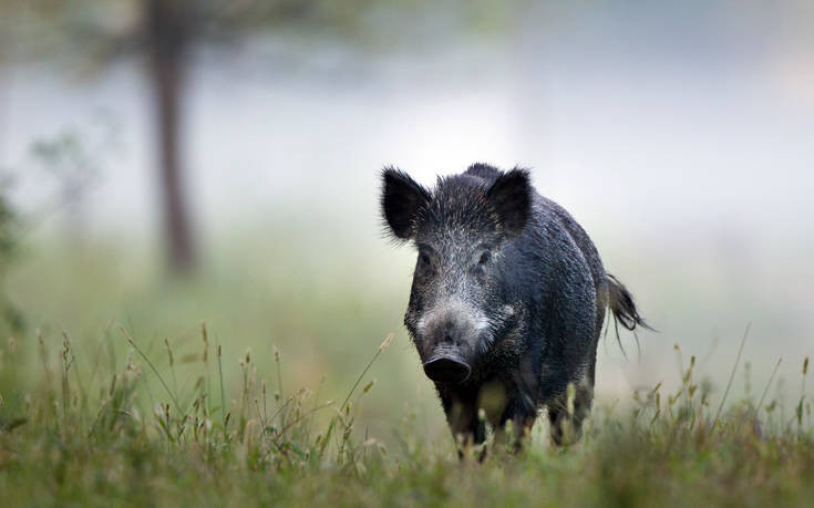 Απίστευτη τραγωδία – Νεκρός 25χρονος οδηγός μετά από σύγκρουση με αγριογούρουνο στις Μικροθήβες