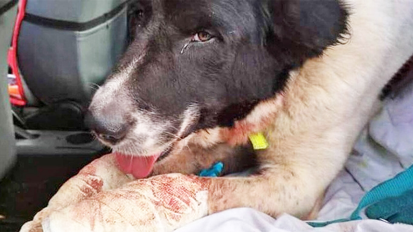 Πάτρα: Έσερνε με το αμάξι τον σκύλο του για 1,5 χιλιόμετρο - «Το πήγαινα στον κτηνίατρο» είπε στον ανακριτή