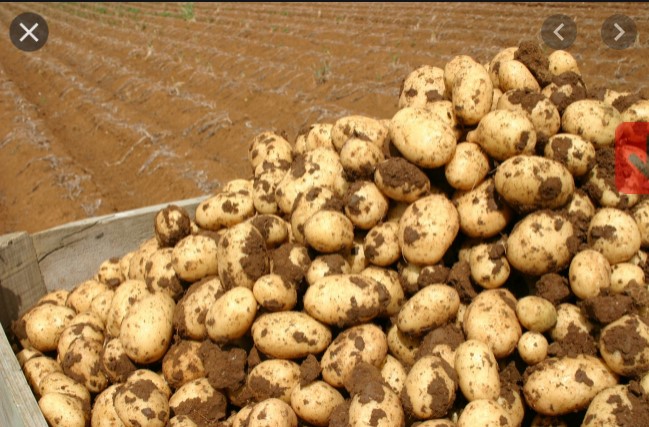 Εορδαία: Επιδοτούνται οι πατατοπαραγωγοί