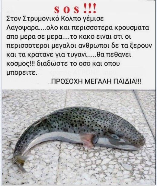 Η φωνή των Συμπολιτώn μας στο FB-Στρυμονικός Κόλπος- γέμισε λαγόψαρα