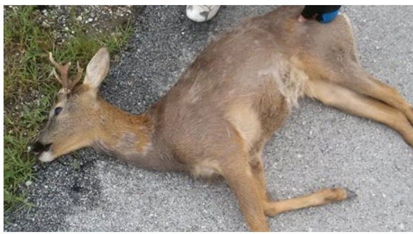 Πτολεμαϊδα: Τροχαίο ατύχημα με θύμα ζαρκάδι