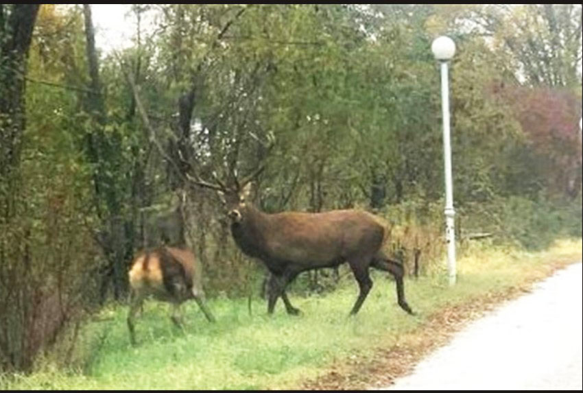 ΦΛΩΡΙΝΑ: ΕΝΤΥΠΩΣΙΑΚΗ ΕΜΦΑΝΙΣΗ ΜΕΓΑΛΟΥ ΑΡΣΕΝΙΚΟΥ ΕΛΑΦΙΟΥ (ΦΩΤΟ)