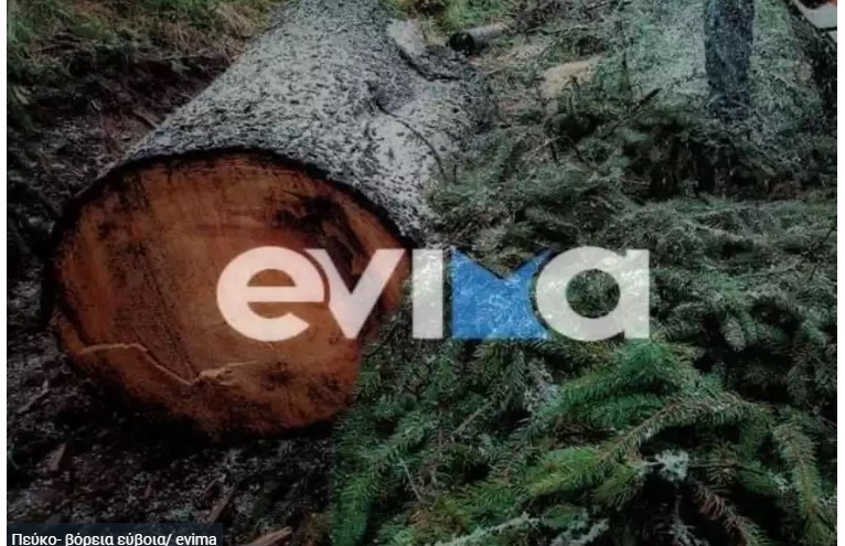 Νεκρός δασεργάτης που καταπλακώθηκε από πεύκο (Εύβοια - «2,5 ώρες χρειάστηκε το ασθενοφόρο»