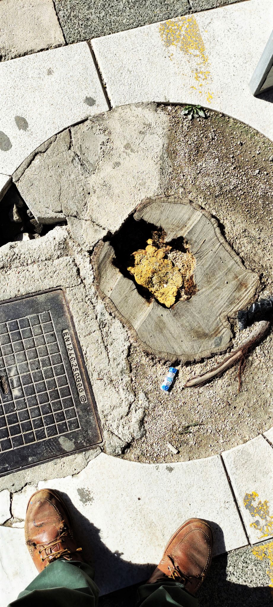 Κωτίδης Νικόλαος: ΦΩΛΙΑ ΤΩΝ ΠΟΝΤΙΚΩΝ - ΠΑΓΙΔΑ ΤΩΝ ΑΝΘΡΩΠΩΝ Πριν ακριβώς ένα μήνα 29-04-2022 ανάρτησα φωτογραφίες εμπρός σχεδόν στην είσοδο του Δημαρχείου όπου υπήρχε ο κίνδυνος σοβαρού ατυχήματος σε κάποια δημότισσα ή δημότη από ρωγμή δίπλα σε φρεάτιο.  Μ