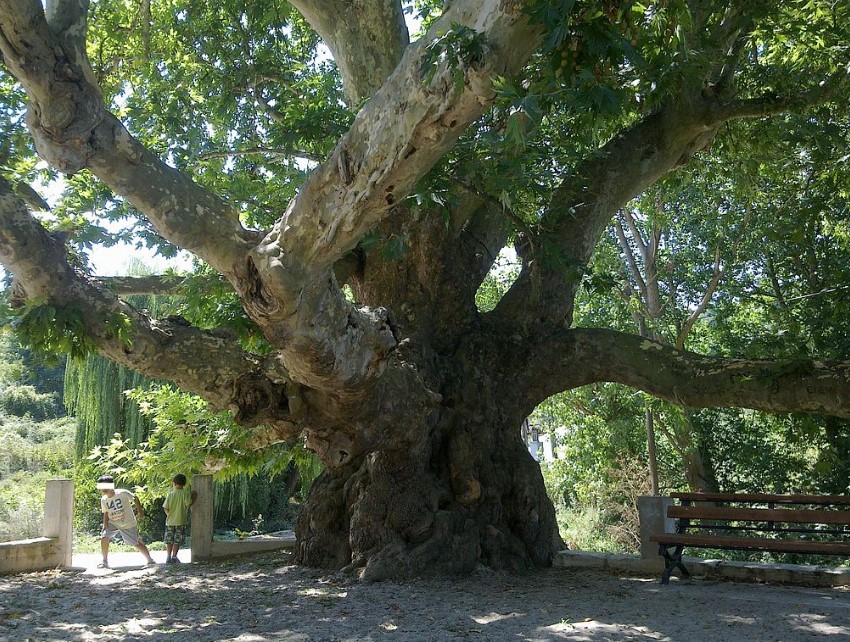 Πτολεμαΐδα: 1ο Ευρωπαϊκό βραβείο e-twinning στο 8ο Δημοτικό Σχολείο – “Υιοθέτησαν” τον Γεροπλάτανο των Πύργων