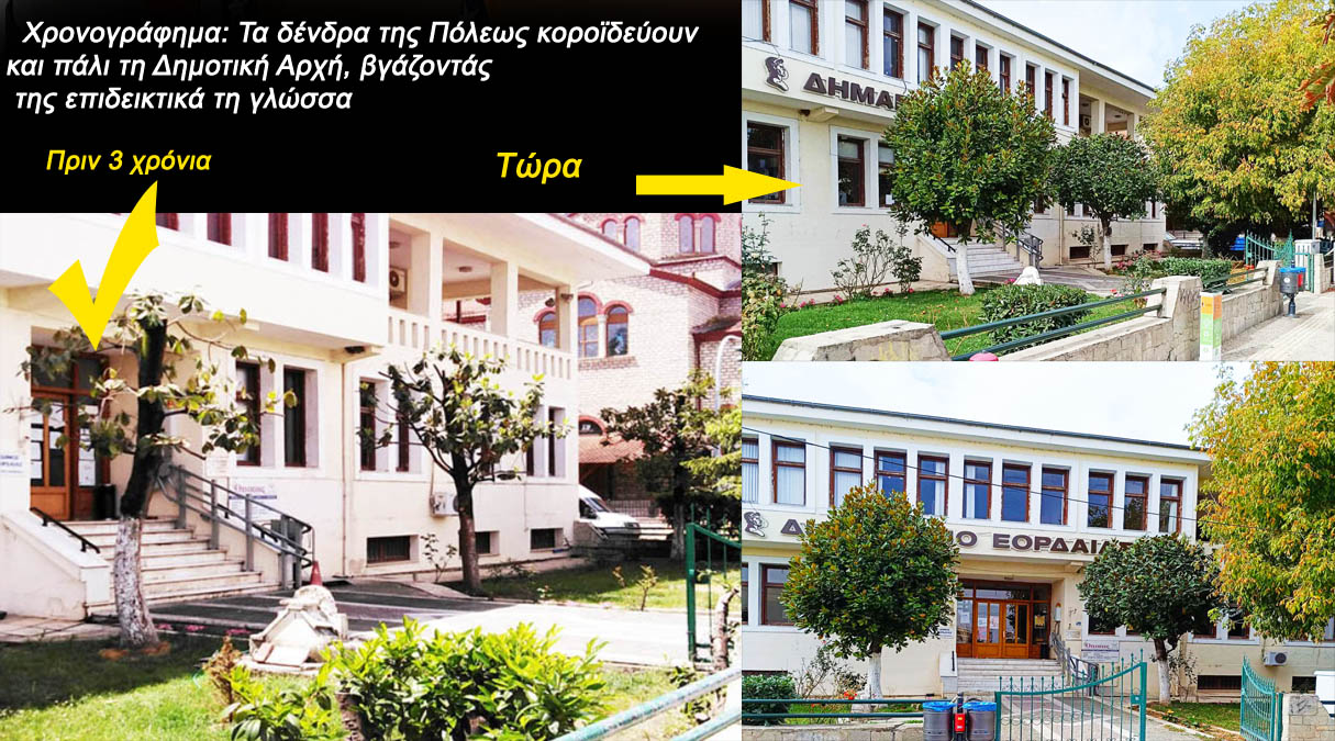 Πτολεμαΐς: Τα δένδρα της Πόλεως κοροϊδεύουν και πάλι τη Δημοτική Αρχή, βγάζοντάς της επιδεικτικά τη γλώσσα